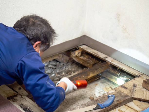 Best Local Mold Removal Service  in , ND