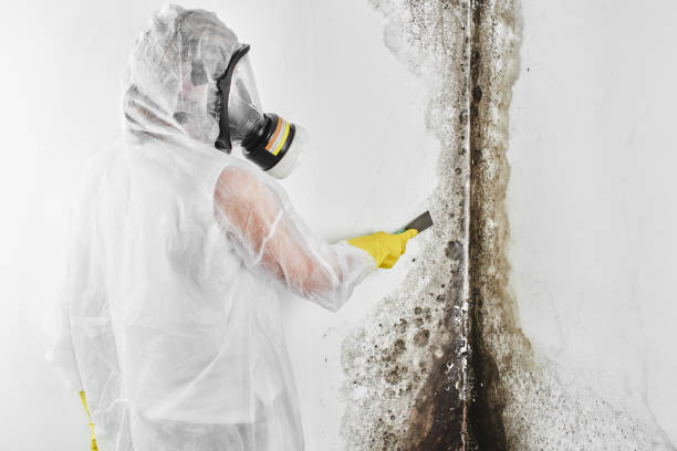 Best Mold Testing  in , ND