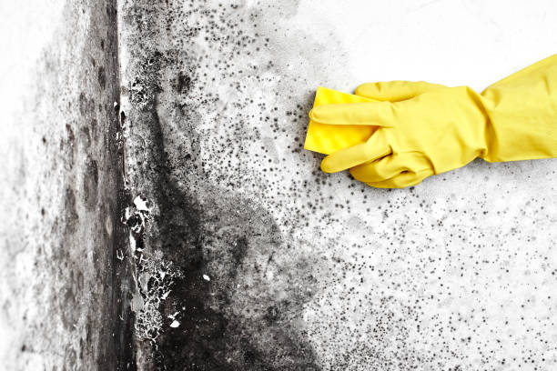 Best Mold Remediation Services  in , ND