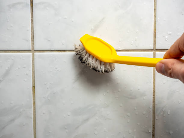 Best Fast Mold Removal  in , ND