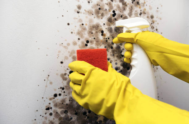 Best Toxic Mold Removal  in , ND